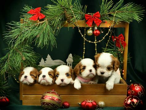 Nativity Animals Stock Photos, Images and Backgrounds for Free Download