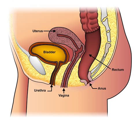 Female Anal Prolapse