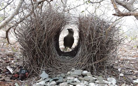 Absurd Creature Of The Week Meet The Bird That Lies And Tricks Its Way