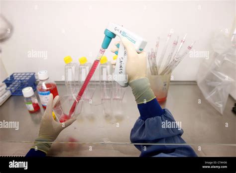 CELL CULTURE Stock Photo: 49273706 - Alamy