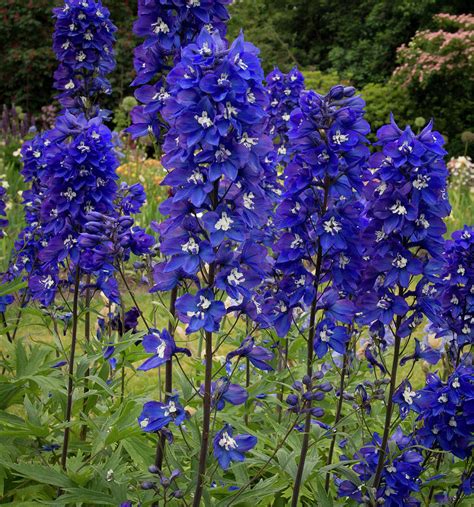 Row Of Delphiniums Photograph By Jean Noren Fine Art America