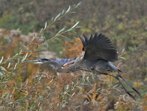 Blue Heron In The Fall John Zee Flickr