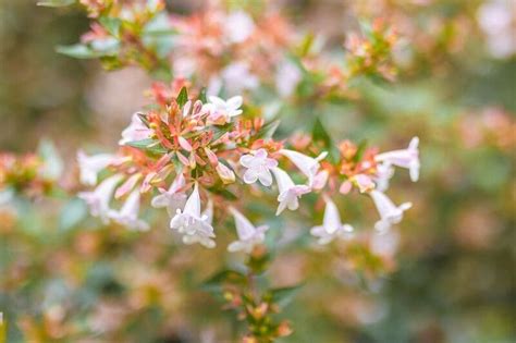 5 Flores Pequenas E Coloridas Para Alegrar Sua Casa E Seu Jardim