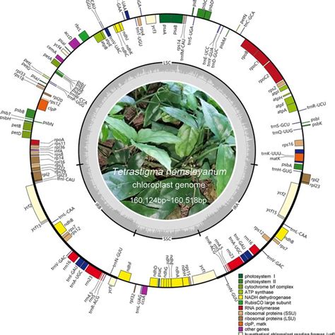 The Chloroplast Genome Map Of Tetrastigma Hemsleyanum From Five