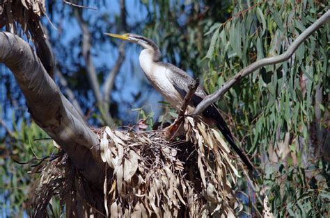 Unknown wonders: Barmah-Millewa forest