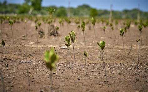 Préserver Les Mangroves De Madagascar Wwf France