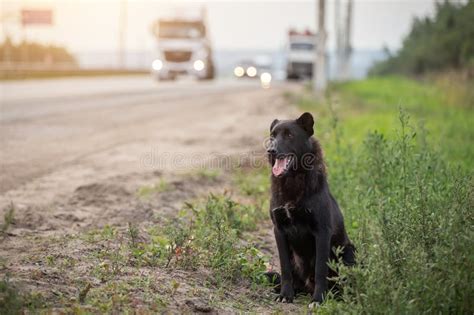 Esperando Al Perro Triste En La Carretera En La Carretera Imagen De