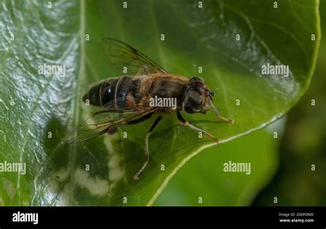 Tapered Dronefly Eristalis Pertinax Hi Res Stock Photography And Images