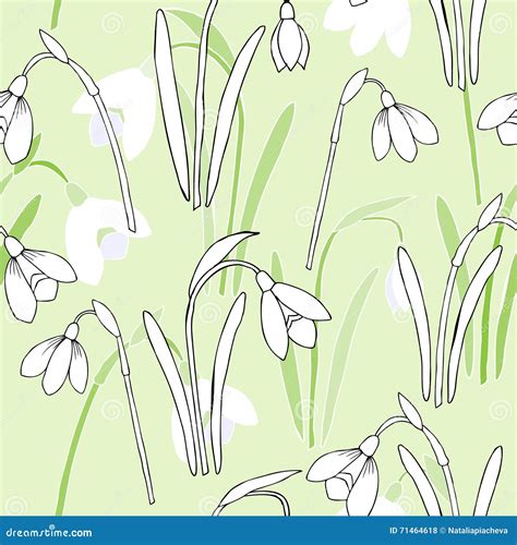 Seamless Pattern With Snowdrops Stock Vector Illustration Of White