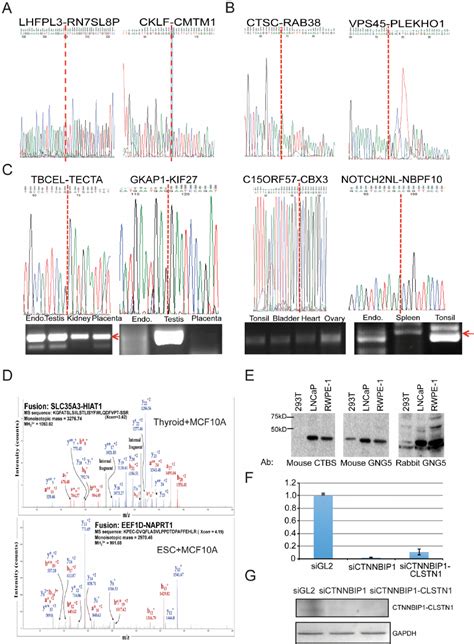 Validation Of The Fusions A Sanger Sequencing Of Rt Pcr Products