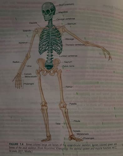 Anatomy And Physiology Skeletal System Flashcards Quizlet