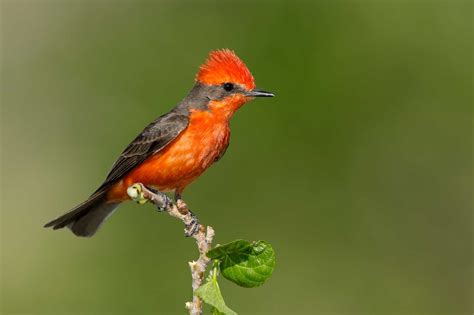 Vermilion Flycatcher Pictures - AZ Animals