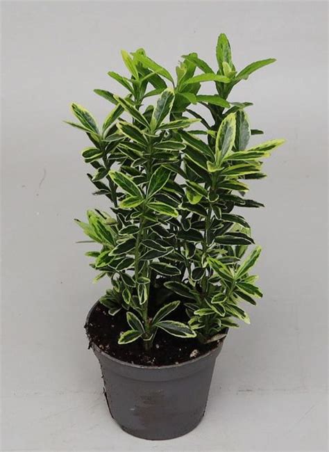 Euonymus Japonicus Microphyllus Aureovariegatus — Plant Wholesale Floraccess