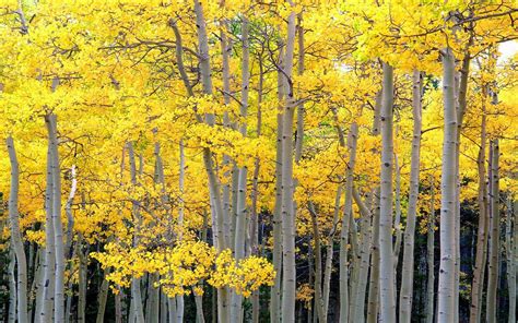 Download Fall Forest Nature Birch Hd Wallpaper