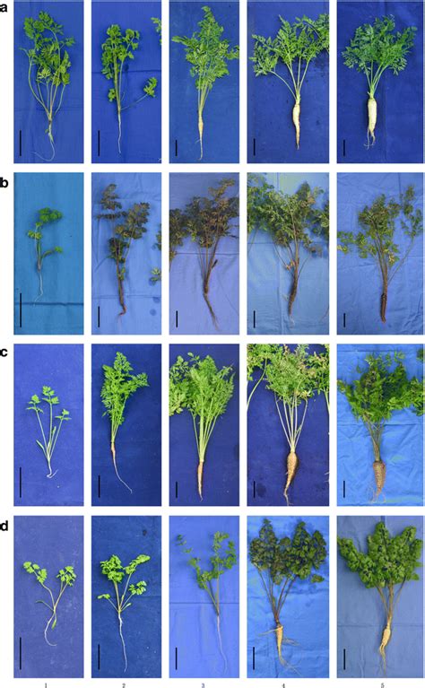 Carrot Plant Stages