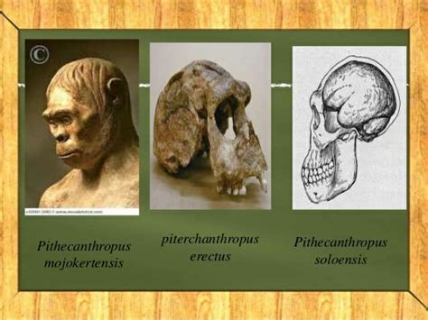 Sejarah Pithecanthropus Mojokertensis dan Ciri-cirinya