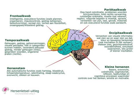 Anatomie En Functie Uitleg Achtergrondinformatie Hersenletsel Uitleg Nl