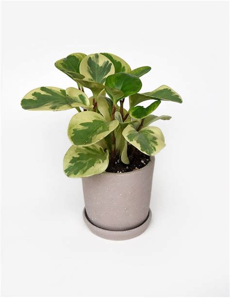 Peperomia Verde Con Maceta