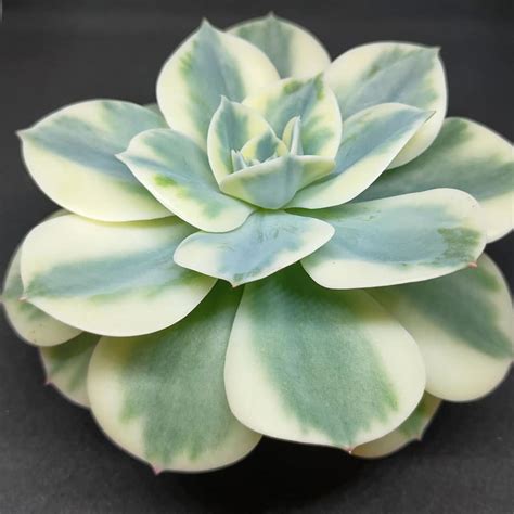 Echeveria Compton Carousel Pflanzen Sunnyplants