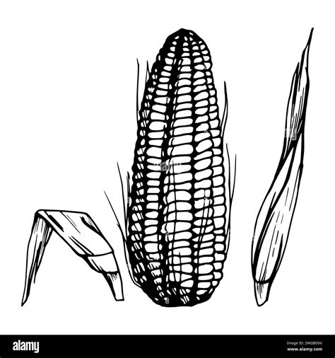 Hand Drawn Ink Vector Illustration Farm Crop Vegetable Maize Corn