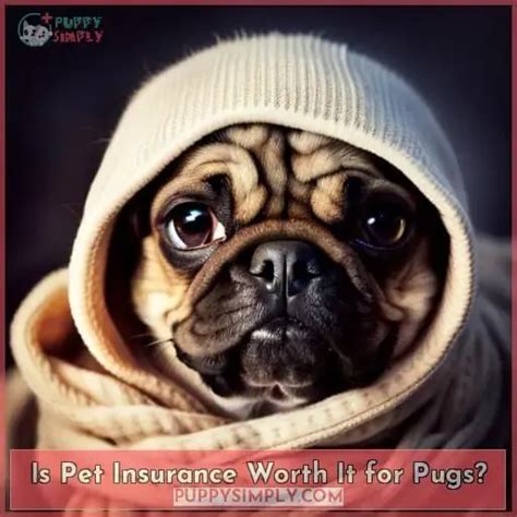 Pug Pet Insurance Coverage Costs And Common Claims