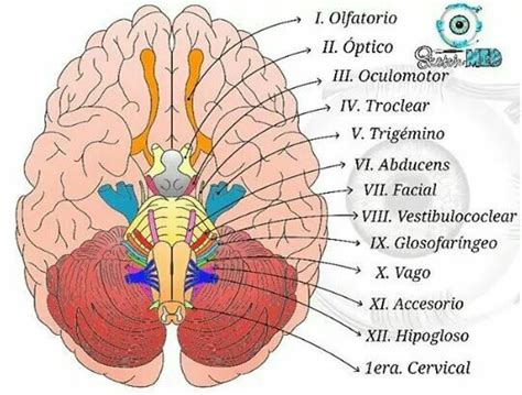 Esquema De Pares Craneales Futuros Fonoaudiologos Images