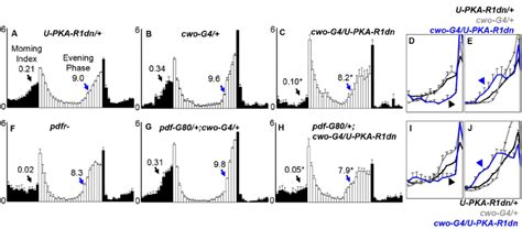 Expression Of A Dominant Negative PKA Regulatory Subunit PKA R1dn Can