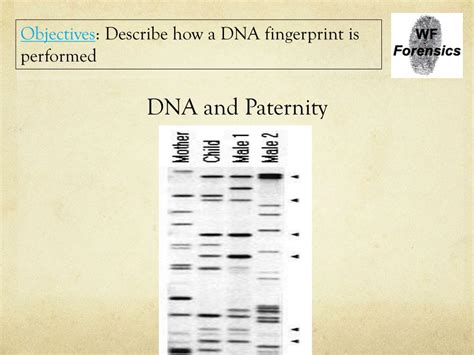 Ppt Dna Evidence Powerpoint Presentation Free Download Id 4257596