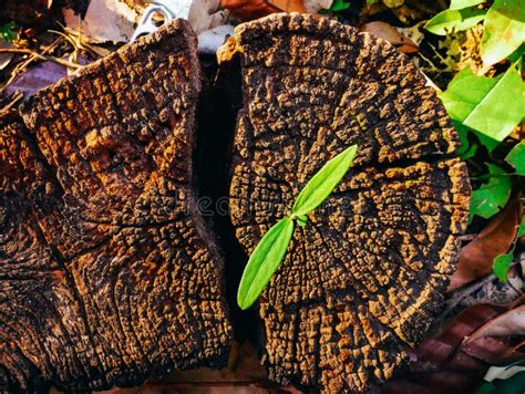 Plante Verte Poussant Sur Le Tronc D Arbre Mort Plante Verte Sur Le