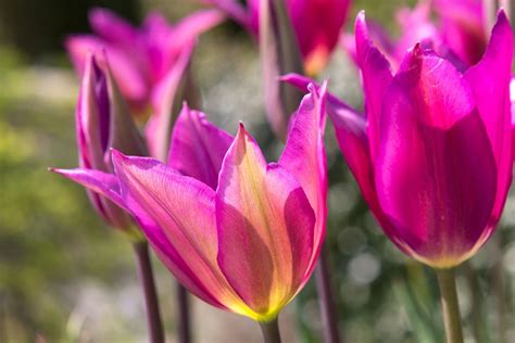 Tulipa Purple Dream Bbc Gardeners World Magazine