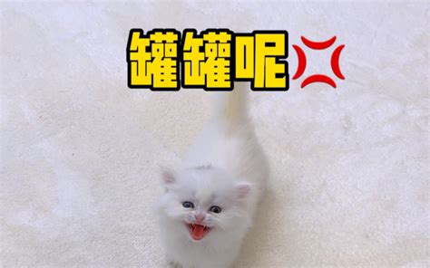 小奶猫到家的第一天 独生子的日常 独生子的日常 哔哩哔哩视频