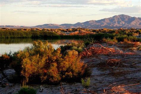 Ash Meadows National Wildlife Refuge Is One Of The Very Best Things To