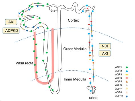 Aquaporins In The Kidney Physiology And Pathophysiology American