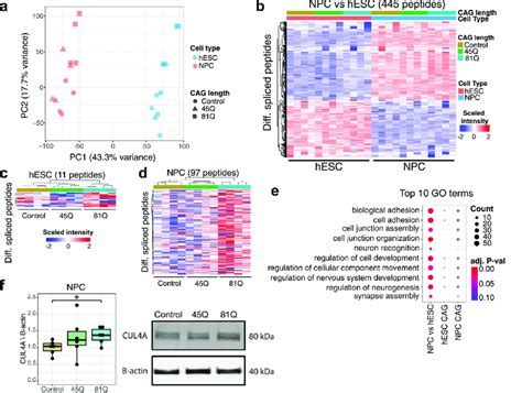 Differential Spliced Junction Associated Peptide Expression In The