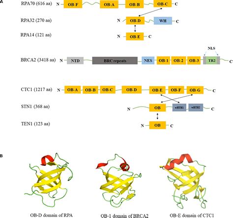 Frontiers Roles Of Ob Fold Proteins In Replication Stress