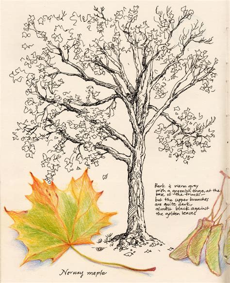 Maple Tree Sketch At Explore Collection Of Maple