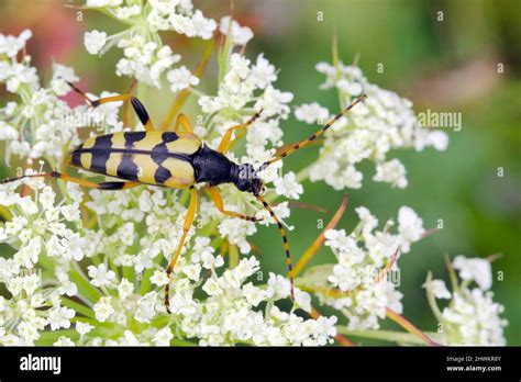 Rutpela Maculata The Spotted Longhorn Beetle Sitting On An Apiaceae