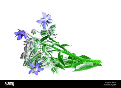 Borage On White Background Borage Green Plant With Blue Flowers