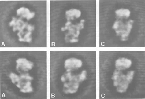 The Three Predominant Views For B Stearothermophilus Top Compared