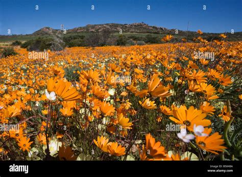 Namaqualand Daisies Dimorphotheca Sinuata Namaqualand National Stock