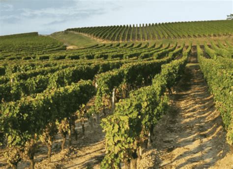 Discover the Medoc appellation | amazing vineyard - Winetourism.com