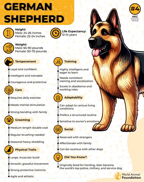 7 Best Guard Dog Breeds For First-Time Owners