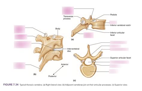 Typical Thoracic Vertebra Diagram Quizlet