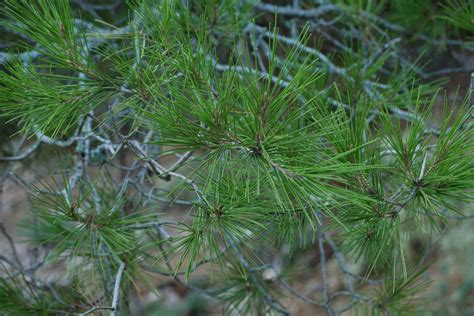 Pinus Halepensis