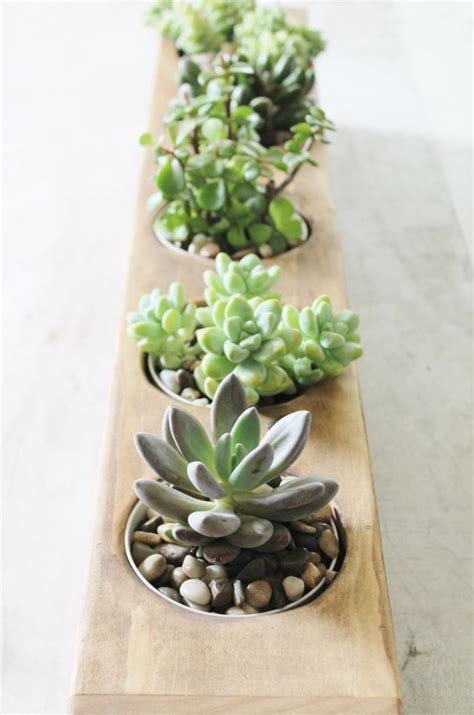 Modern Succulent Centerpiece Planter Succulent Centerpieces