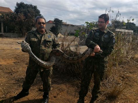 Cobra de 2 5 metros é resgatada em residência do Parque Prazeres