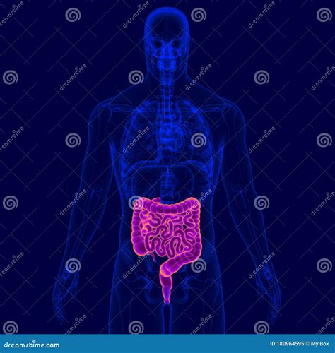 D Illustration Human Digestive System Anatomy Small And Large