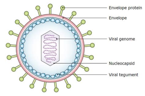 Epstein Barr Virus Klassifikation Therapie Lecturio