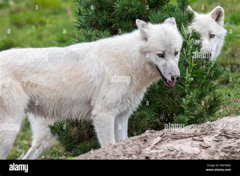 Two Canadian Arctic Wolves White Wolves Polar Wolf Canis Lupus