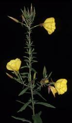 Flora Of New Zealand Gallery Profile Oenothera Glazioviana